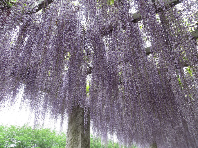 藤の花には、右巻きと左巻きの二種があるそうです。