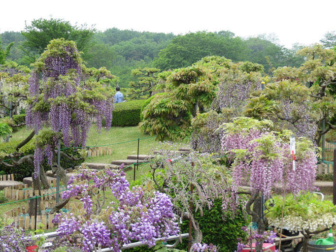 園内には、藤の花が咲き誇ります。