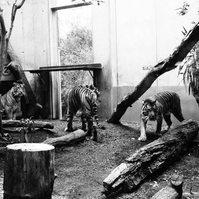 Zoo Frankfurt am Main