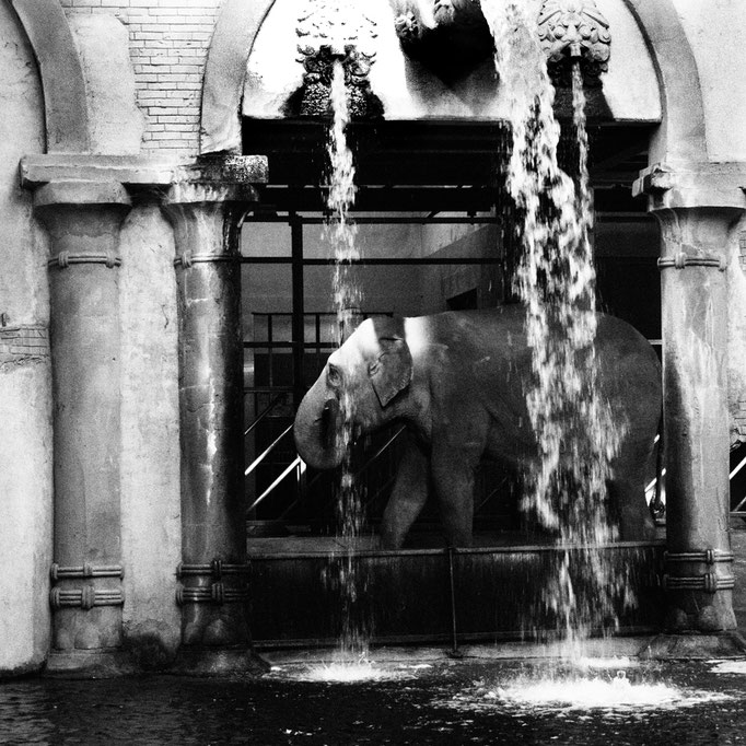 mit freundlicher Genehmigung vom Tierpark Hagenbeck 