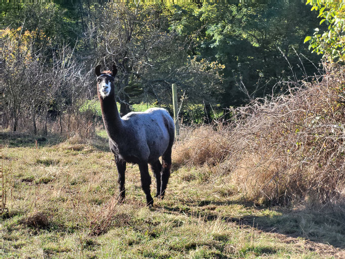 Camillo