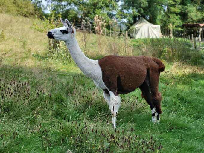 Rosalita