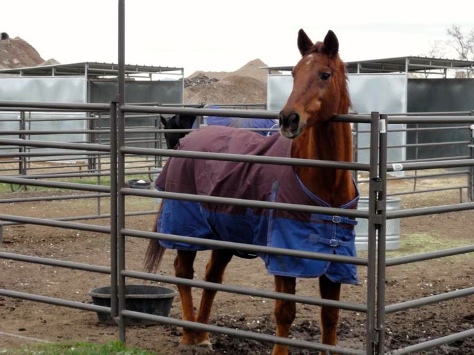Louvee came to Noble in September 2012, after her owners were no longer able to care for her.