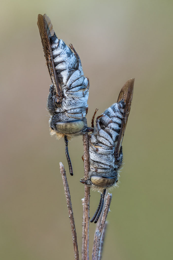 Kegelbienen