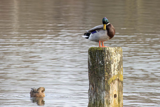 Stockente (weibl. + männl.)