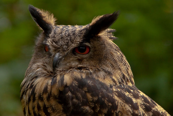Uhu (Bubo bubo)                                                                    Foto: H.-P. Meßler