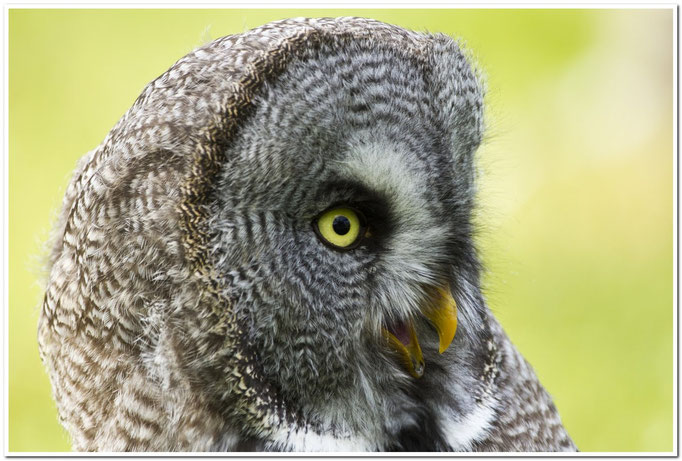 Bartkauz (Strix nebulosa)                                                        Foto: W. Kessler