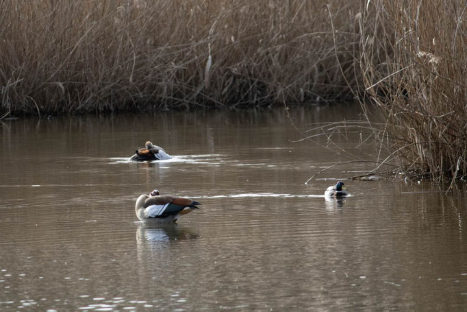 Nilgänse