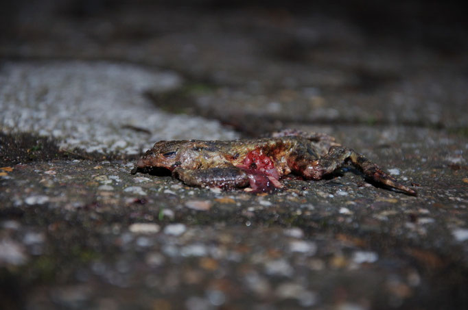 Foto: B. Skubowius