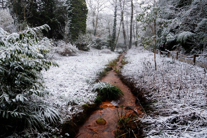Rombergpark, Dortmund - Foto Wolfgang Keßler 