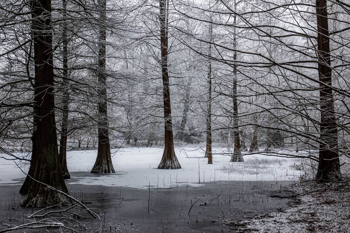 Rombergpark, Dortmund - Foto Wolfgang Keßler 