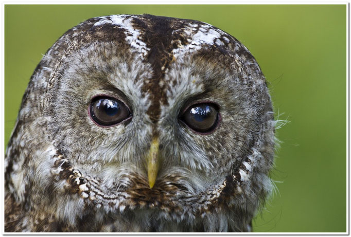 Waldkauz (Strix aluco)                                                             Foto: W. Kessler
