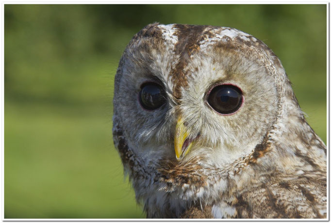 Waldkauz (Strix aluco)                                                             Foto: W. Kessler
