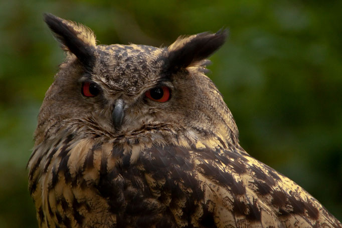 Uhu (Bubo bubo)                                                                    Foto: H.-P. Meßler