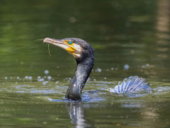Kormoran - Foto Enrico Bollin