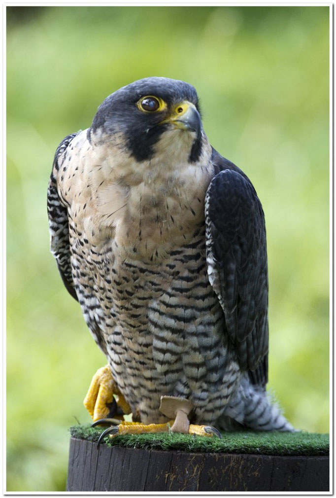 Wanderfalke (Falco peregrinus)                                          Foto: W. Kessler