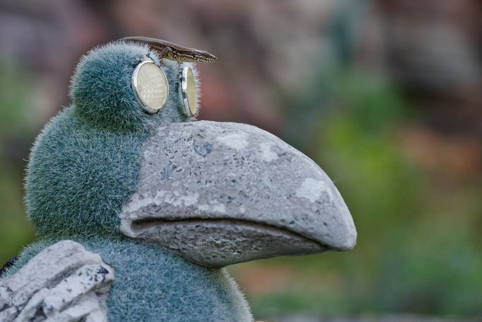 Mauereidechse auf Vogel