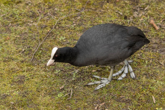 Blässhuhn