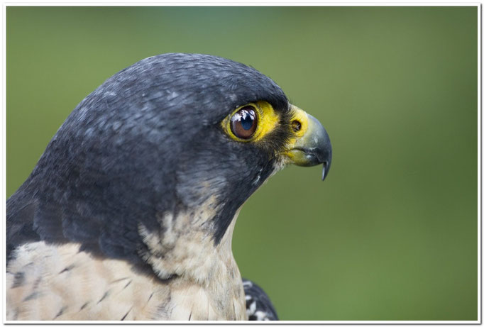 Wanderfalke (Falco peregrinus)                                          Foto: W. Kessler