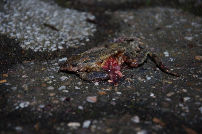 Foto: B. Skubowius