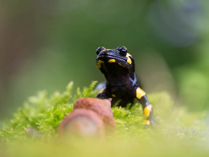 Foto Enrico Bollin