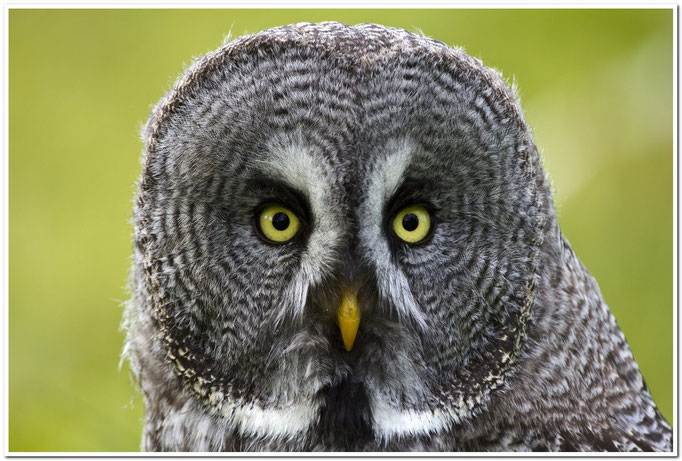 Bartkauz (Strix nebulosa)                                                        Foto: W. Kessler