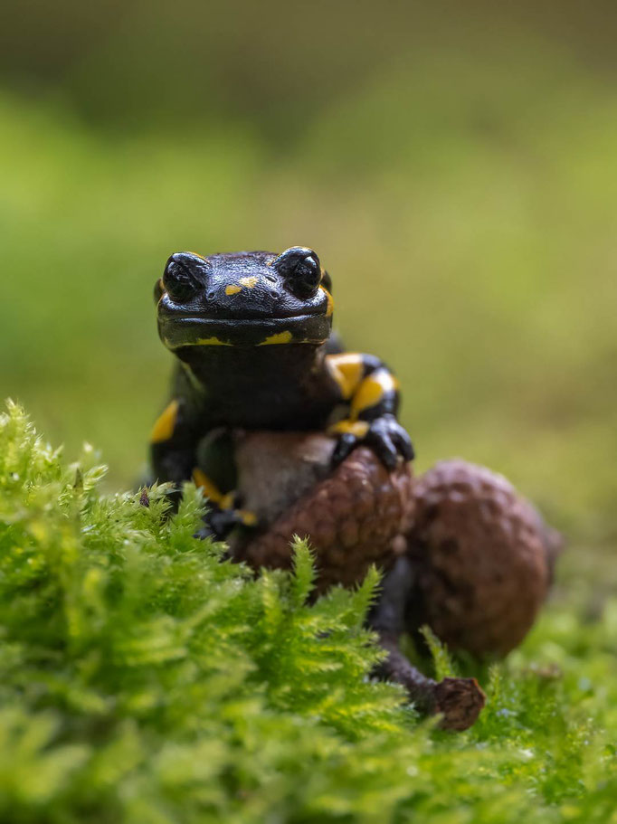 Foto Enrico Bollin