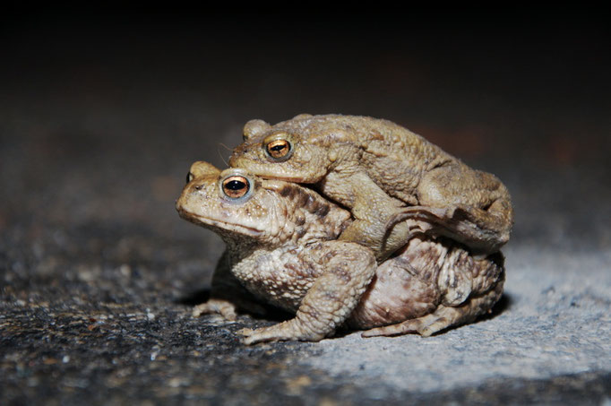 Foto: B. Skubowius