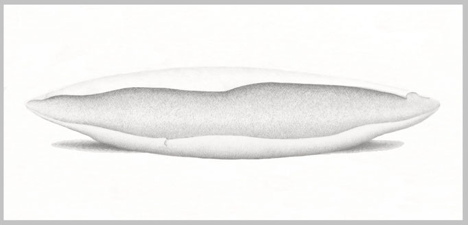 Schale, 2015. Bleistift auf Papier, 80 x 150 cm.