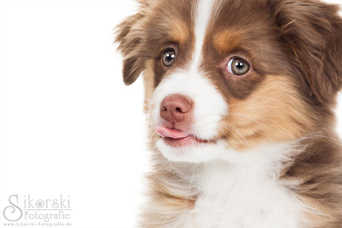 15.04.2015 - Mini- Australian Shepherd "Penny" und "Karo"