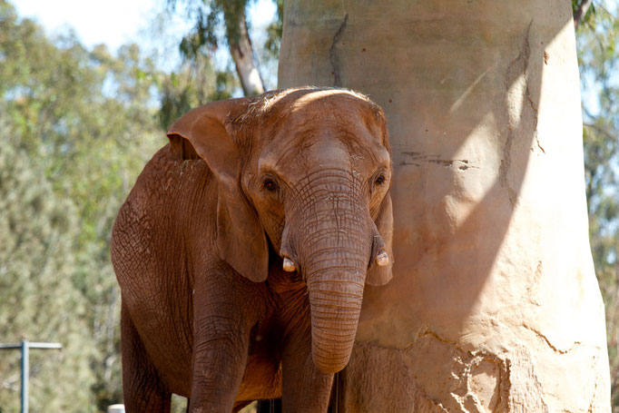 Zoo, San Diego