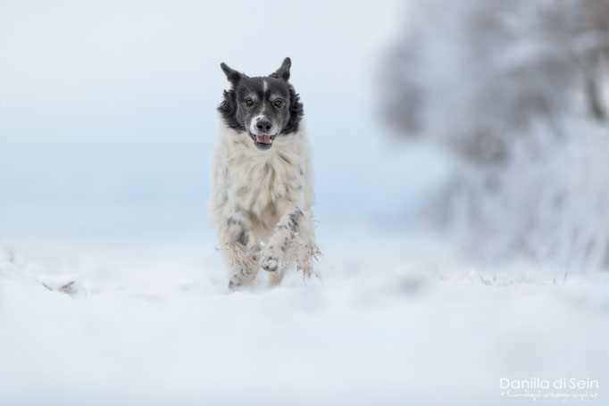 Exifs: f2.8. 1/1000. ISO100. 200mm