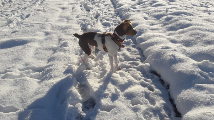 12.12.2020 - Eve und ihr erster Schnee 