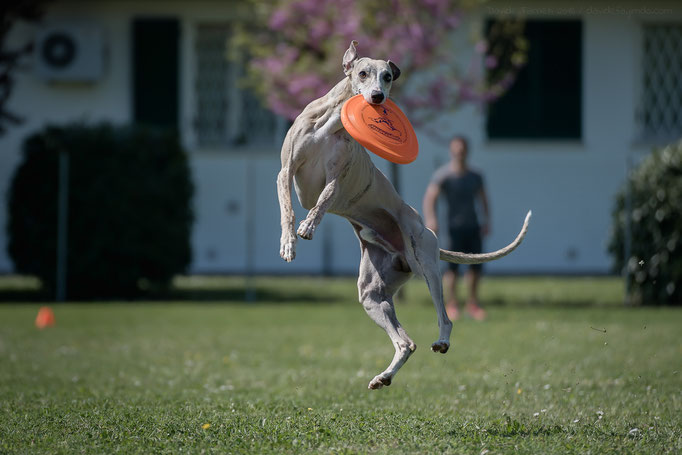 Cleo - Gara Sociale Toss e Fetch Hard Disc Dog