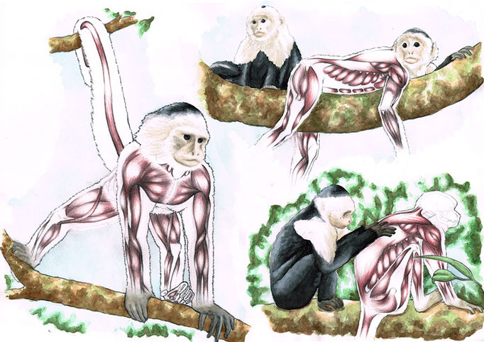 Planche anatomique d'un singe Capucin