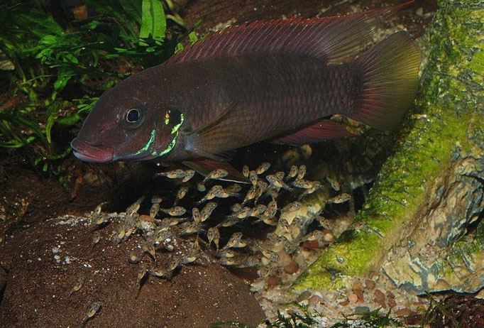 Jungfische führende W. rubrolabiatus
