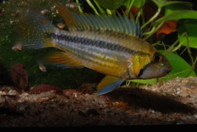 Apistigramma cacatuoides WFJunge führendes M