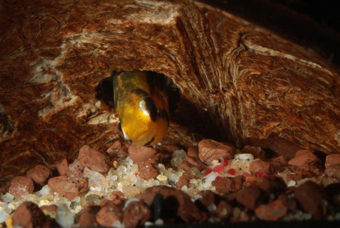 Apistogramma cacatuoides umgebettetes Gelege von Höhle A nach Höhle B