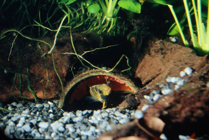 Apitogramma baenschi  Gelege