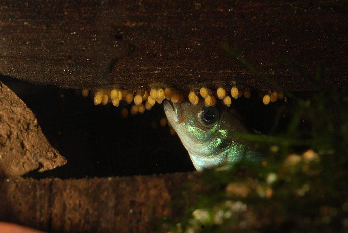 Nanochromis parilus