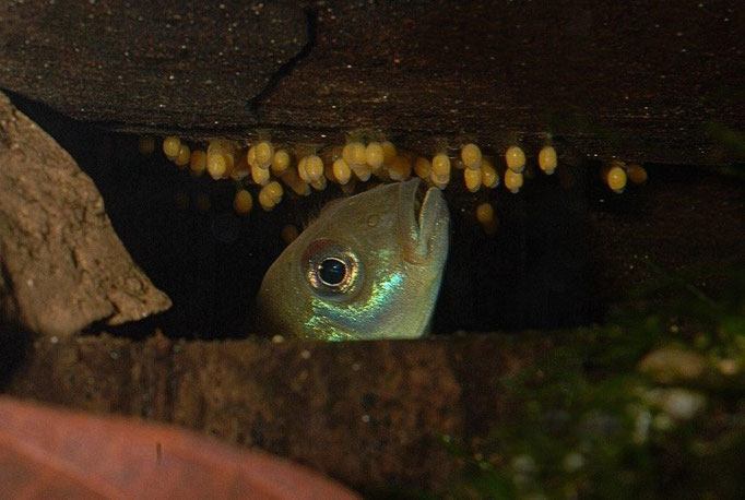 Nanochromis parilus