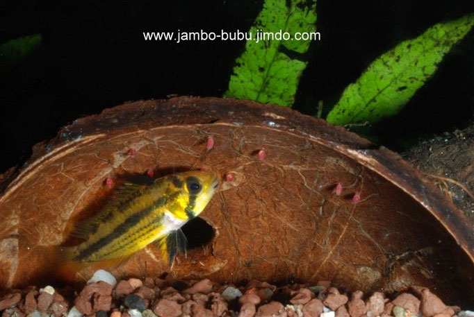 Ap. cacatuoides junges W mit weit auseinandergezogenem Gelege