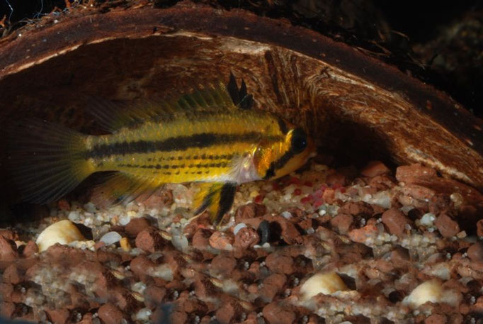 Apistogramma cacatuoides umgebettetes Gelege von Höhle A nach Höhle B