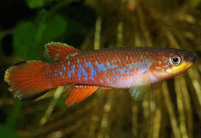 Laimosemion (Rivulus) agilae