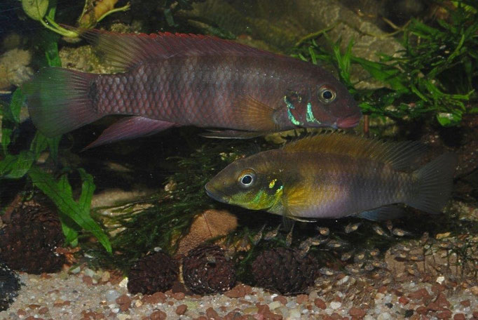 Jungfische führende W. rubrolabiatus