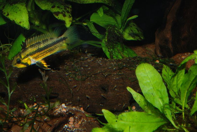 Apistogramma cacatuoides WForm brutpflegend