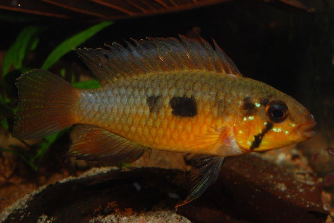 Ap. lineata Female