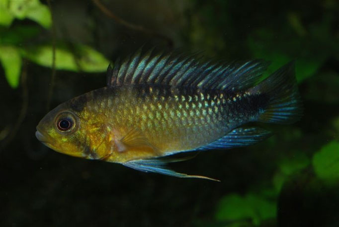 Apistogramma rositae M. subadult neutral