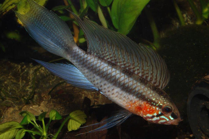 Ap. lineataWF  NZ ohne Arttypische Zeichnung der Caudale (E.van Genne) aus dem Cano Garza, Atabapo Einzug