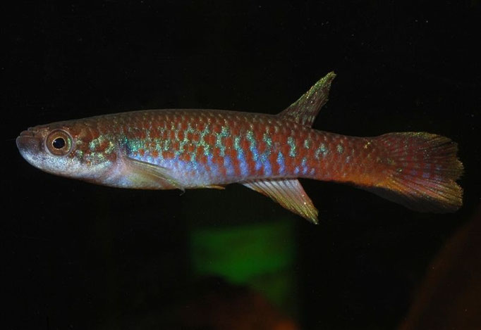 Laimosemion gaeyei
